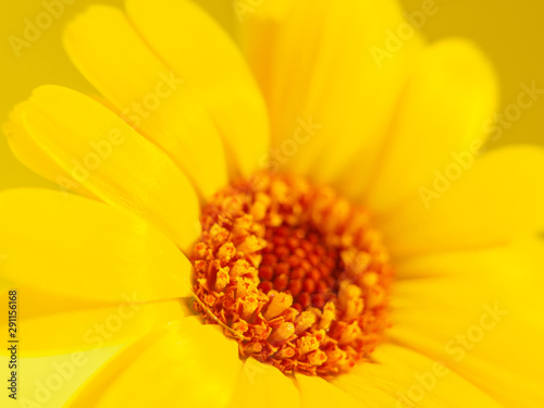 Yellow flower on yellow background. Macro photography.