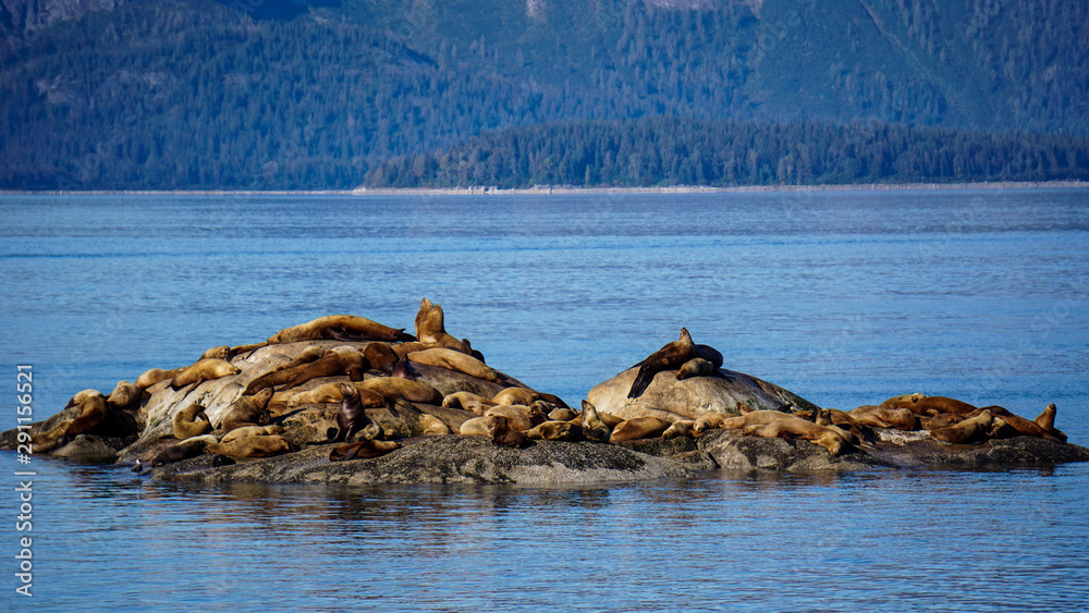 Sea lions in Glacier Bay National Park, Alaska