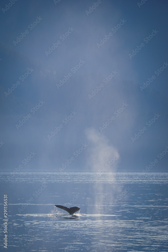 Humpback whale in Glacier Bay National Park, Alaska Humpback whale in Glacier Bay National Park, Alaska