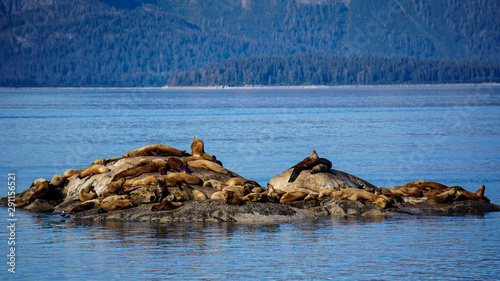 Sea lions in Glacier Bay National Park  Alaska