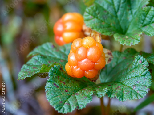 cloudberry is mid summer berry