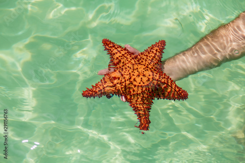 Broun starfish in hand in blue sea © Margarita SoulRay