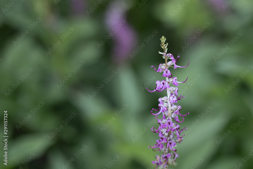 Obraz premium single purple plant, wildflower