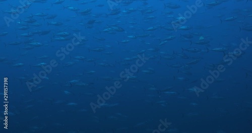 Massive school of skipjack Bonito. Mexico. photo