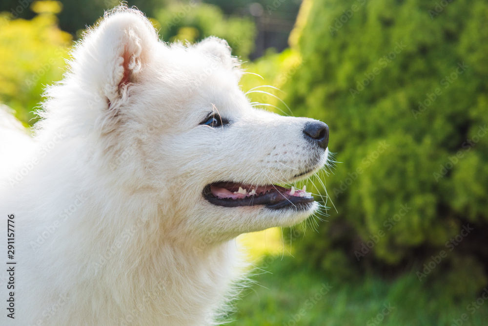 Happy Samoyed dog looking up at its owner Happy Samoyed dog looking up at its owner