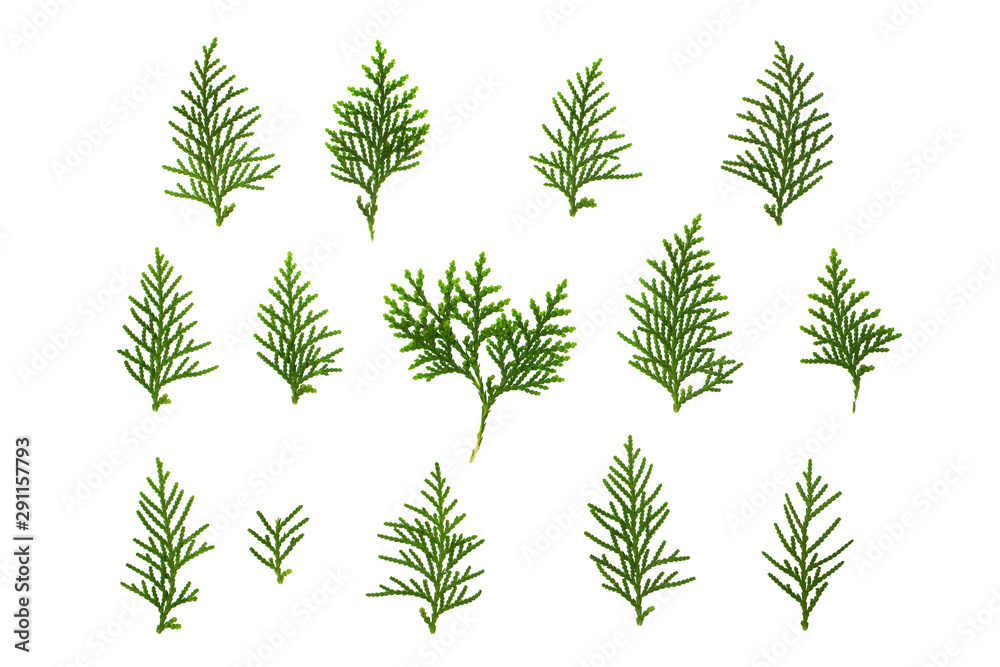 Closeup image of thuja evergreen tree branches group isolated at white background.