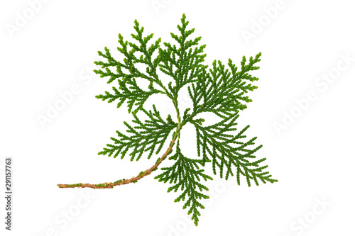 Closeup image of thuja evergreen tree branch isolated at white background.