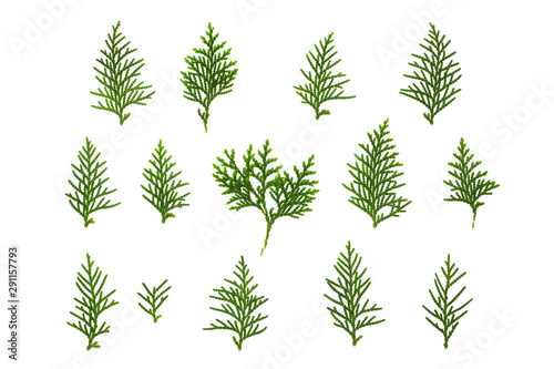 Closeup image of thuja evergreen tree branches group isolated at white background.