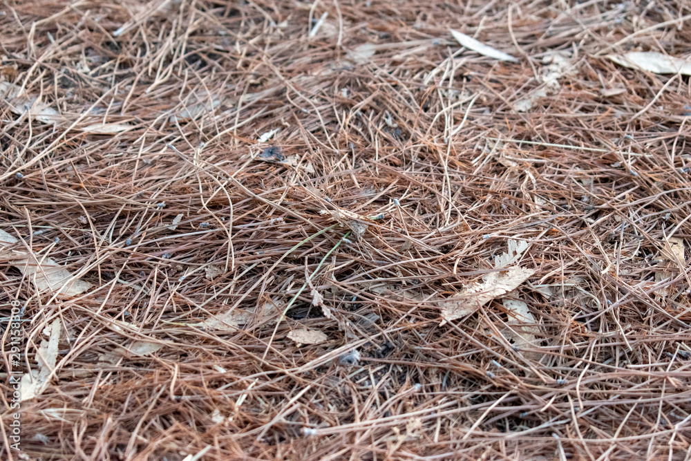 Texture of Dry Pines Texture of Dry Pines