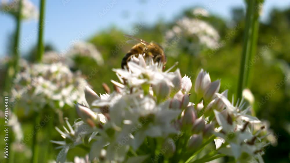Close up of a bee pollinating wildflowers on a sunny, summer day. Close up of a bee pollinating wildflowers on a sunny, summer day.