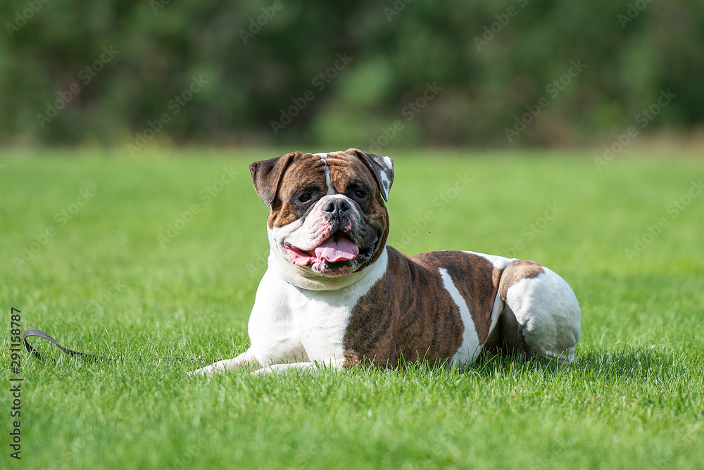 english bulldog on green grass