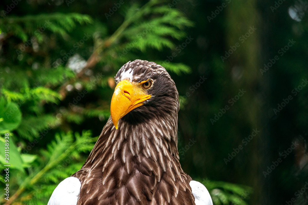 Obraz premium Adler
