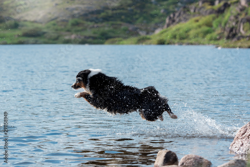 Fototapeta Naklejka Na Ścianę i Meble -  dog in water