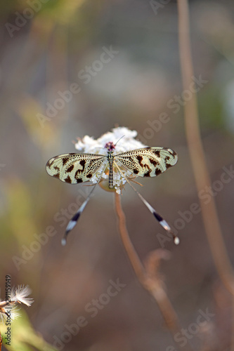 Fadenhaft (Nemoptera coa) auf einer weißen Blüte, Peloponnes, Griechenland - Spoonwing on Peloponnesus, Greece photo