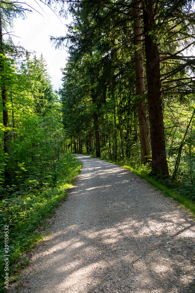 Naklejka premium Weg im Wald