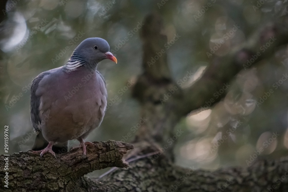 A wood pigeon perched on a branch. A wood pigeon perched on a branch.