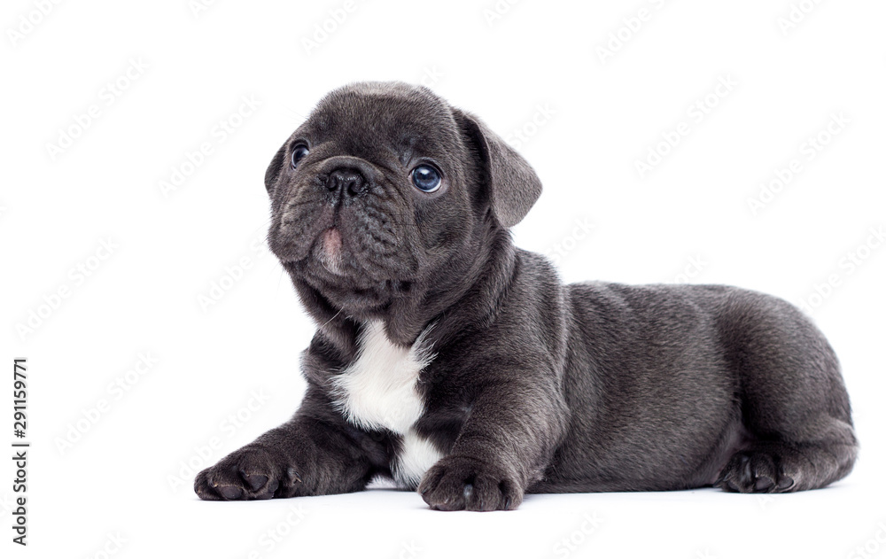 french bulldog puppy looking up on white background