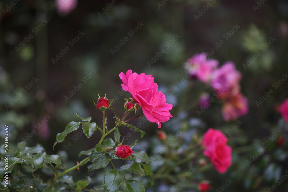 Obraz premium red flowers in garden