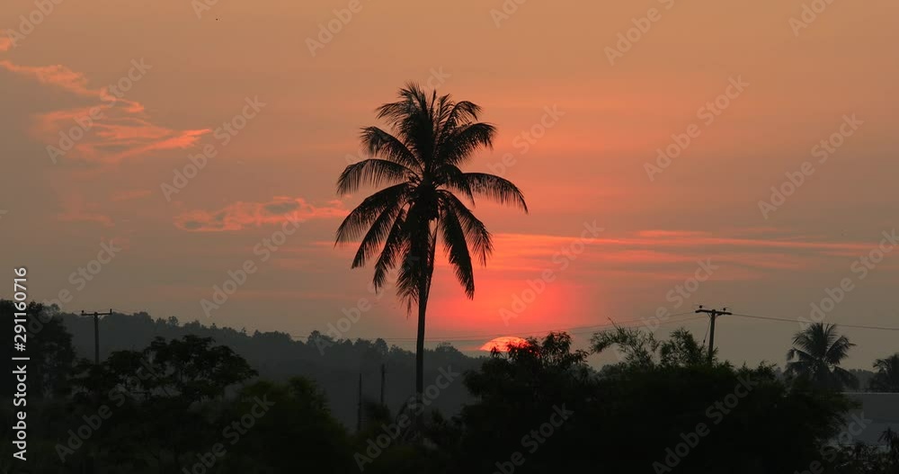 silhouette of tropical palm tree with sunset, palm trees and big sun, coconut trees, orange sky background silhouette of tropical palm tree with sunset, palm trees and big sun, coconut trees, orange sky background