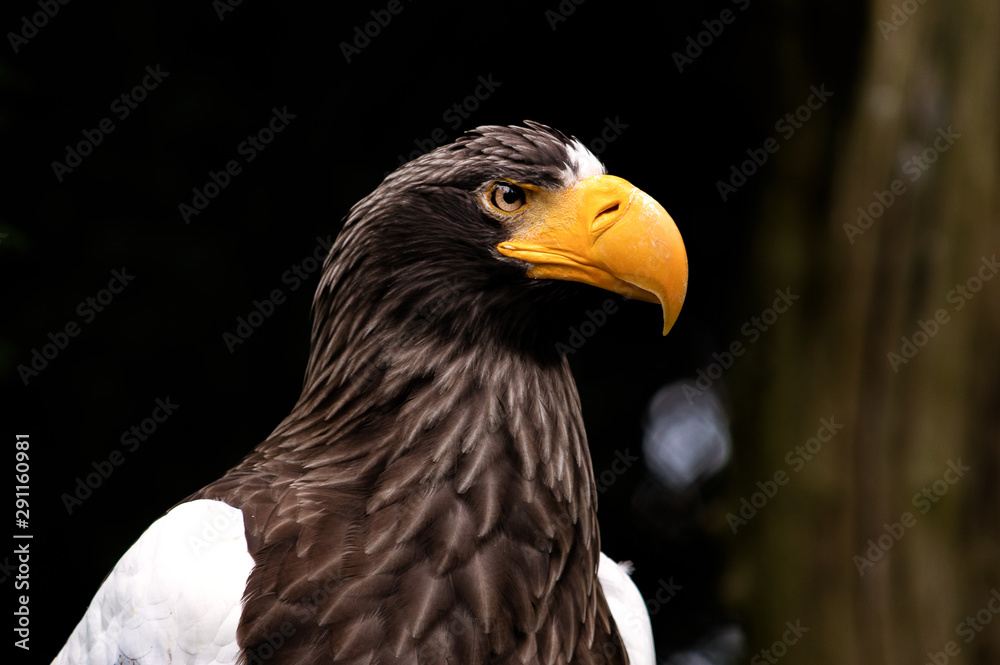 Obraz premium Adler