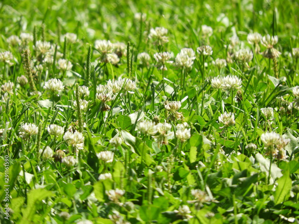 green grass with white flowers on a summer day green grass with white flowers on a summer day