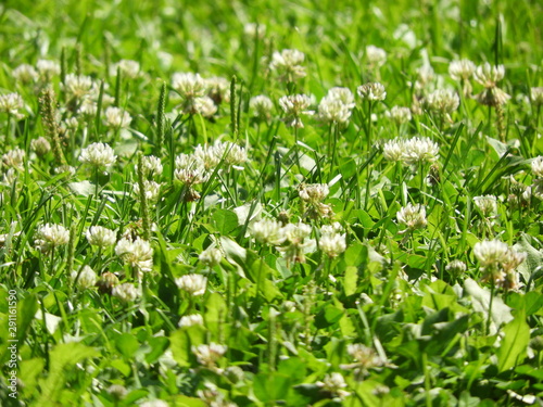 green grass with white flowers on a summer day