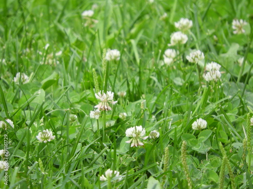 green grass with white flowers on a summer day