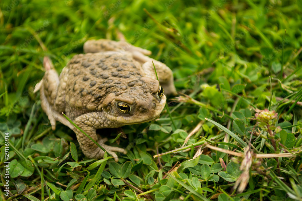 Rhinella spinulosa 2 Rhinella spinulosa 2