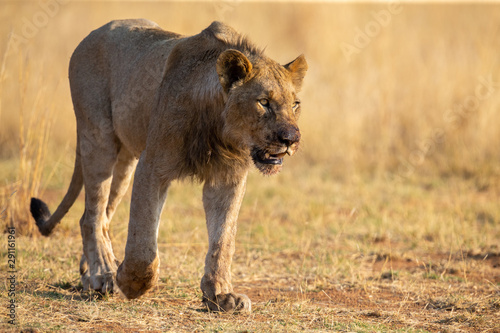 Fototapeta Naklejka Na Ścianę i Meble -  Lone lioness walking through dry brown grass hunt for food