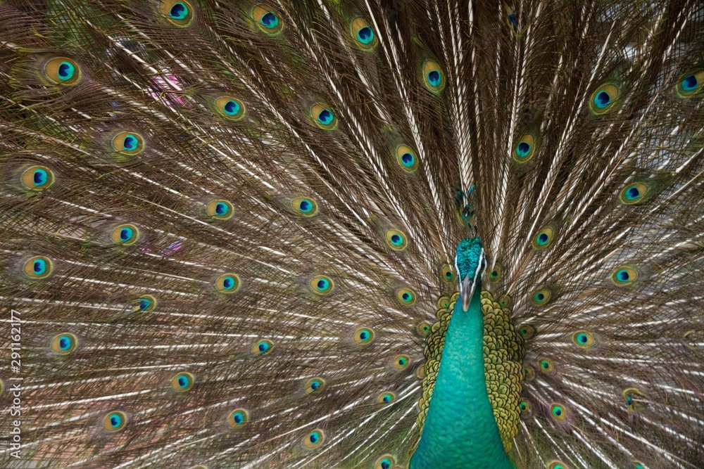 Obraz premium peacock with feathers