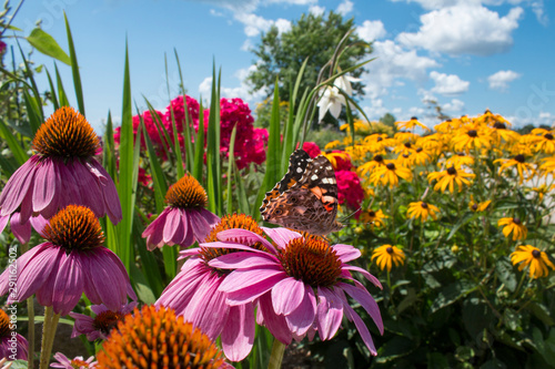 Painted Lady Butterfly sips nectar from echinacea flowers in a beautiful flower garden in Summer photo