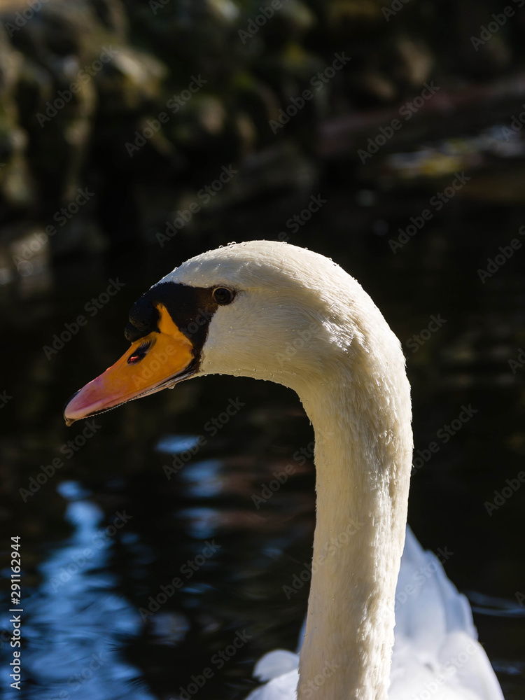 portrait of a swan swimming in a lake with dark background portrait of a swan swimming in a lake with dark background