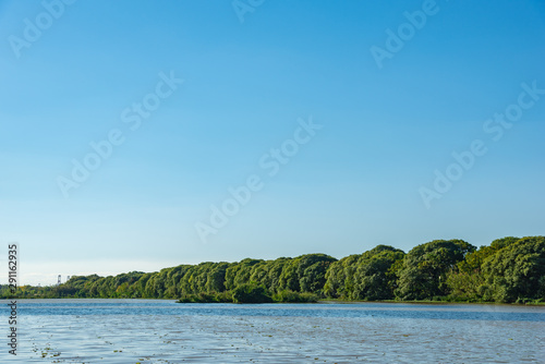 Landscape of a river and a bunch of trees in a row on a side, with predominance over the image on the blue sky © LautaroFederico