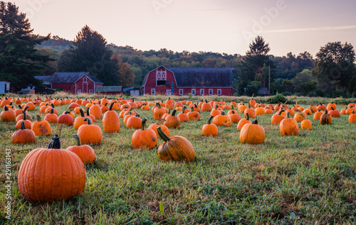 Pumpkins placed for picking near red barn in early morning dew grass, Sparta, NJ photo