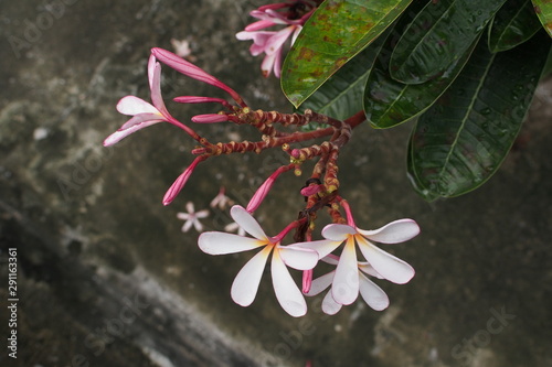 Temple tree flowers, Apocynaceae Frangipani or Plumeria  © Pornchai