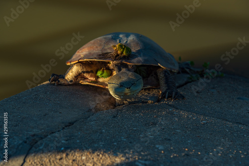 River turtle warming up with the sunlight resting on a concrete surface