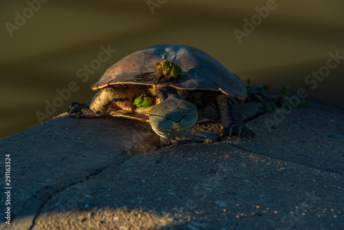 River turtle warming up with the sunlight resting on a concrete surface