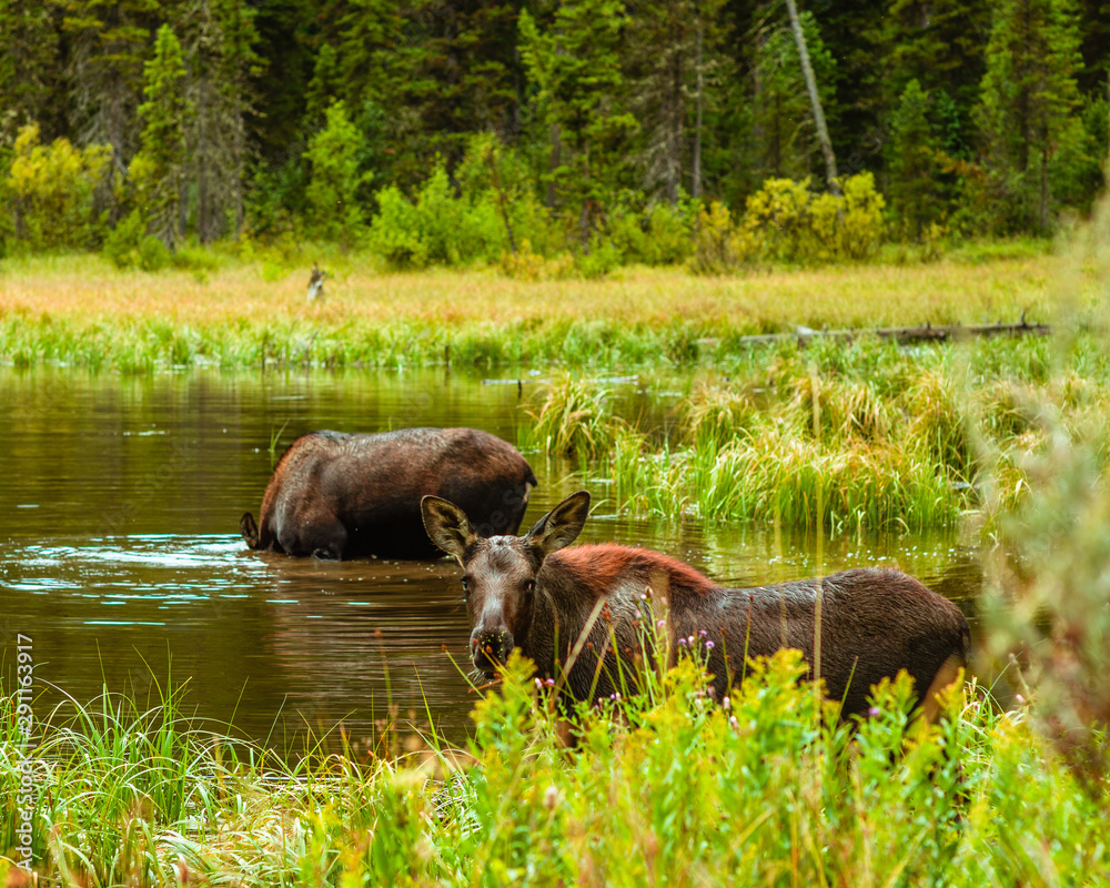 Moose and family Moose and family
