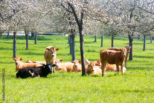 Herd of cows in a flowering apple orchard in spring. France