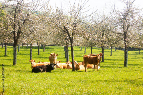 Herd of cows in a flowering apple orchard in spring. France