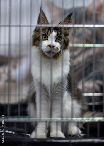Cute main coon kitten waiting in a cage