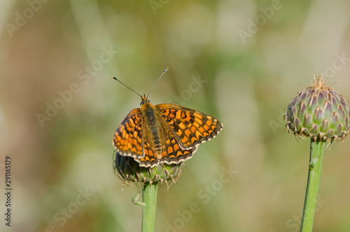 Knapweed Fritillary, Melitaea phoebe butterfly, Andalusia, Spain. photo