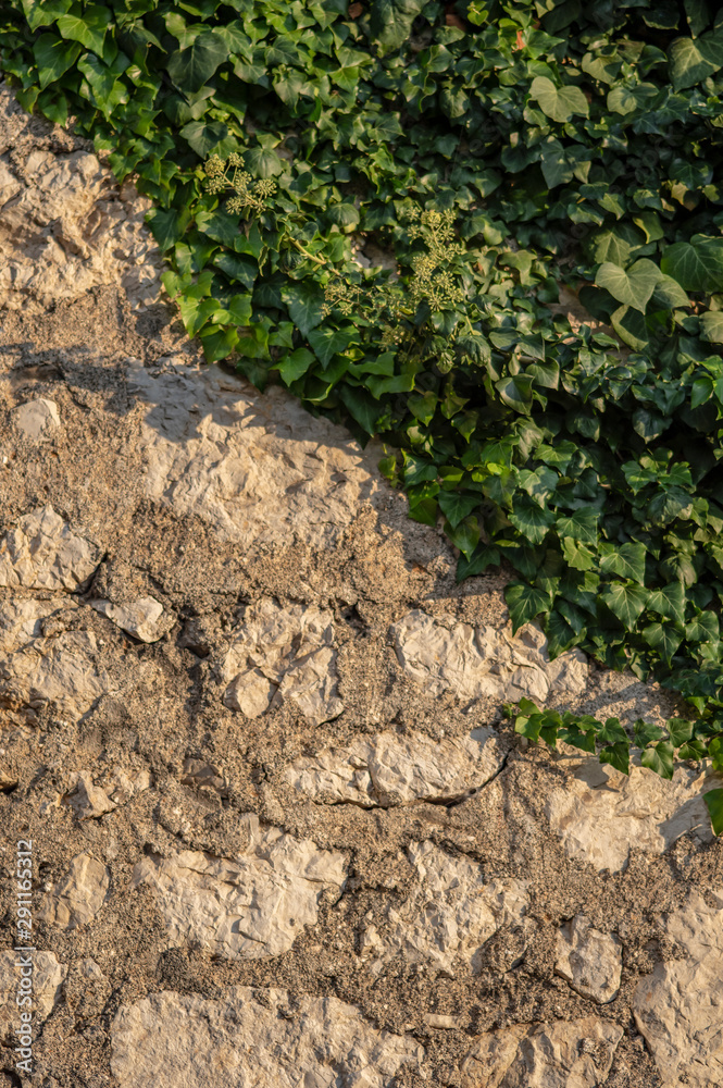 a wall of irregular carved stones covered with ivy in warm evening light. a wall of irregular carved stones covered with ivy in warm evening light.