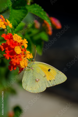 Dark clouded yellow, colias hyale, butterfly on Lantana, Spain.