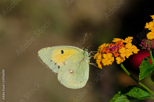 Dark Clouded Yellow (Colias croceus) or Common Clouded Yellow, butterfly, feeding on Lantana, Spain. Andalusia
