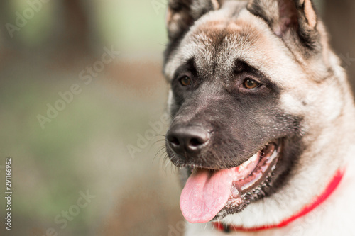 Dog american akita inu walk in the park.