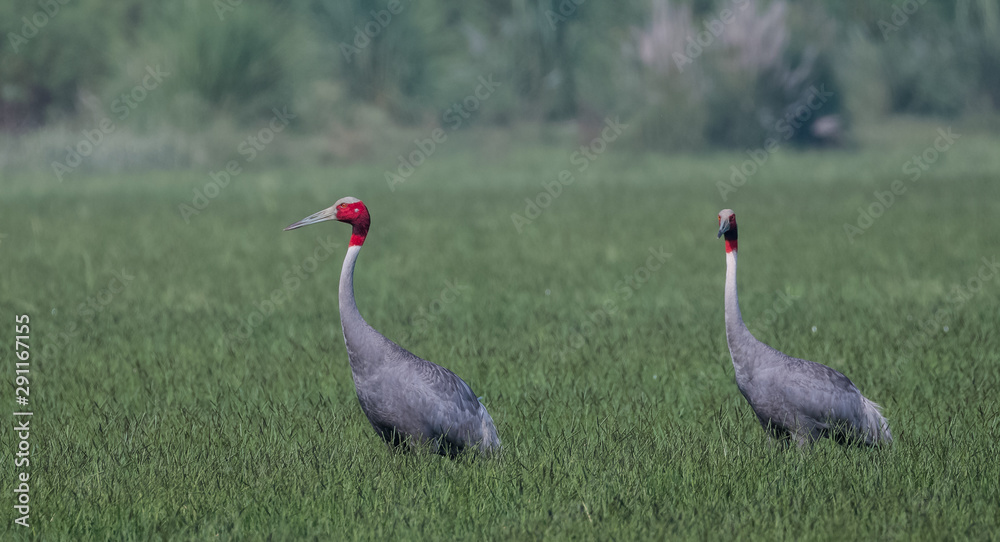 Fototapeta premium Portrait shoot for Sarus Crane bird standing tall in between the green grass