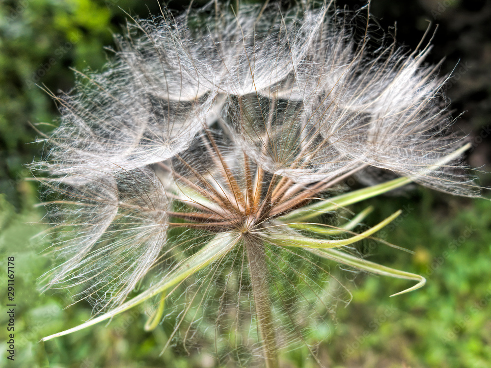 Fototapeta premium Closeup on Dandelion