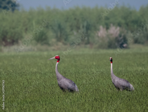 Portrait shoot for Sarus Crane bird standing tall in between the green grass