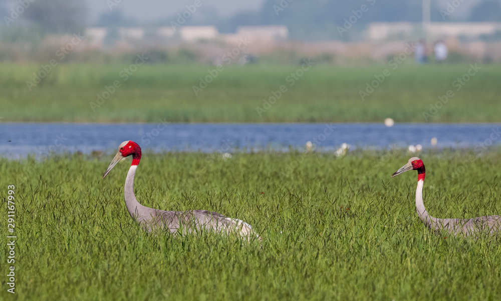 Fototapeta premium Portrait shoot for Sarus Crane bird standing tall in between the green grass